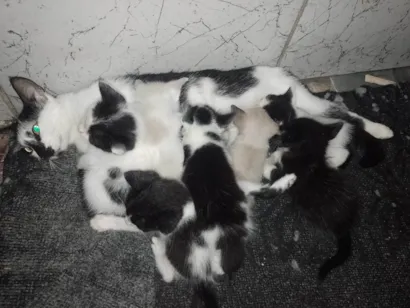 Gato raça SRD-ViraLata idade Abaixo de 2 meses nome RAQUEL PEREIRA DA SILVA