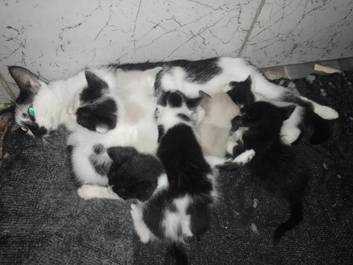 Gato ra a SRD-ViraLata idade Abaixo de 2 meses nome RAQUEL PEREIRA DA SILVA