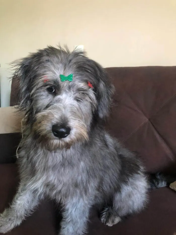 Cachorro raça SRD-ViraLata idade 2 a 6 meses nome Ainda não tem nome 