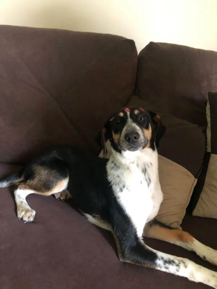 Cachorro raça SRD-ViraLata idade 2 a 6 meses nome Ainda não tem nome 