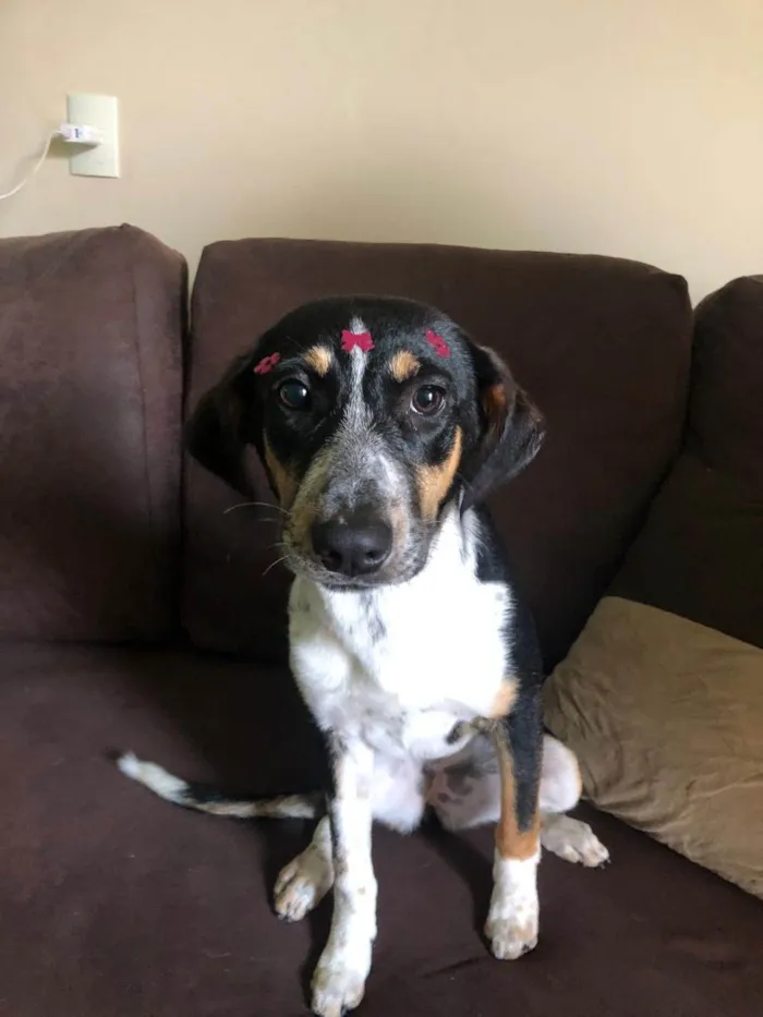 Cachorro raça SRD-ViraLata idade 2 a 6 meses nome Ainda não tem nome 