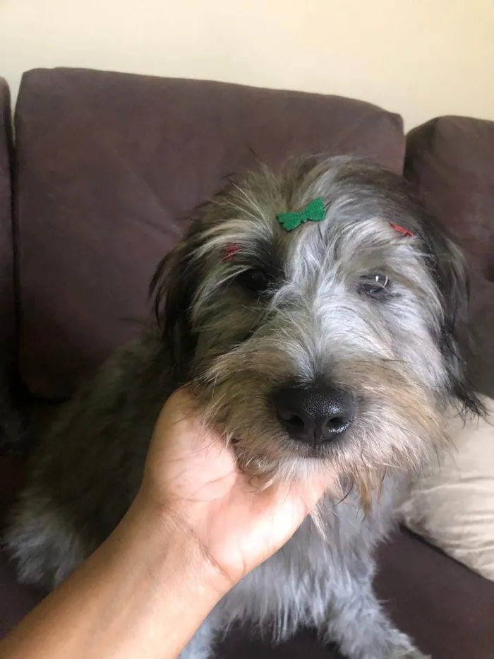 Cachorro raça SRD-ViraLata idade 2 a 6 meses nome Ainda não tem nome 