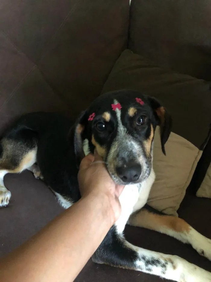 Cachorro raça SRD-ViraLata idade 2 a 6 meses nome Ainda não tem nome 