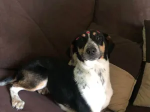 Cachorro raça SRD-ViraLata idade 2 a 6 meses nome Ainda não tem nome 