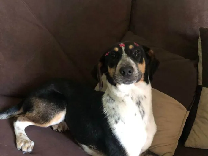 Cachorro raça SRD-ViraLata idade 2 a 6 meses nome Ainda não tem nome 