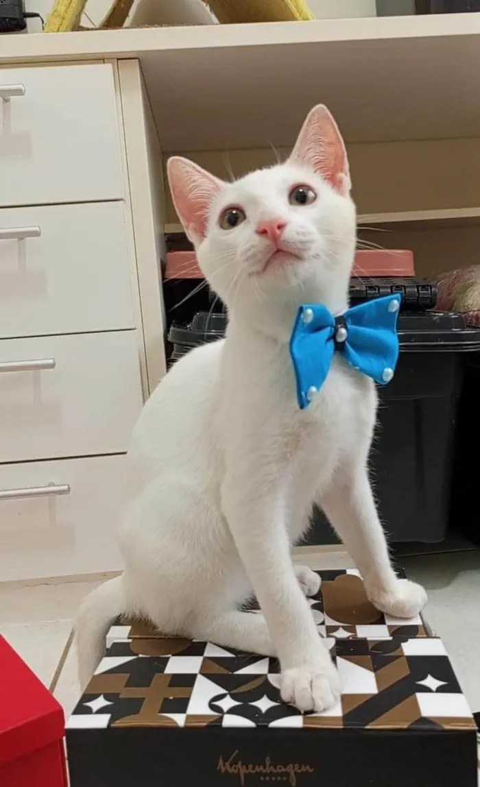 Gato ra a SRD-ViraLata idade 2 a 6 meses nome Akira