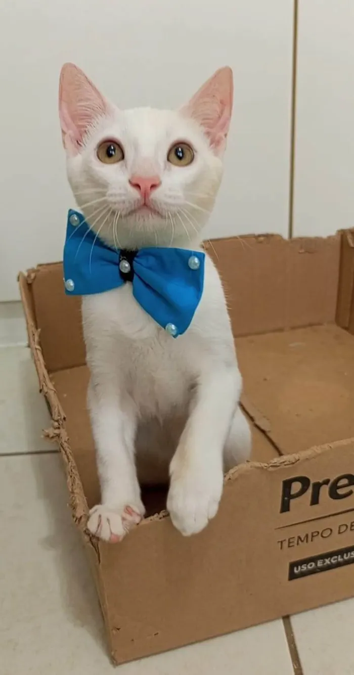 Gato ra a SRD-ViraLata idade 2 a 6 meses nome Akira