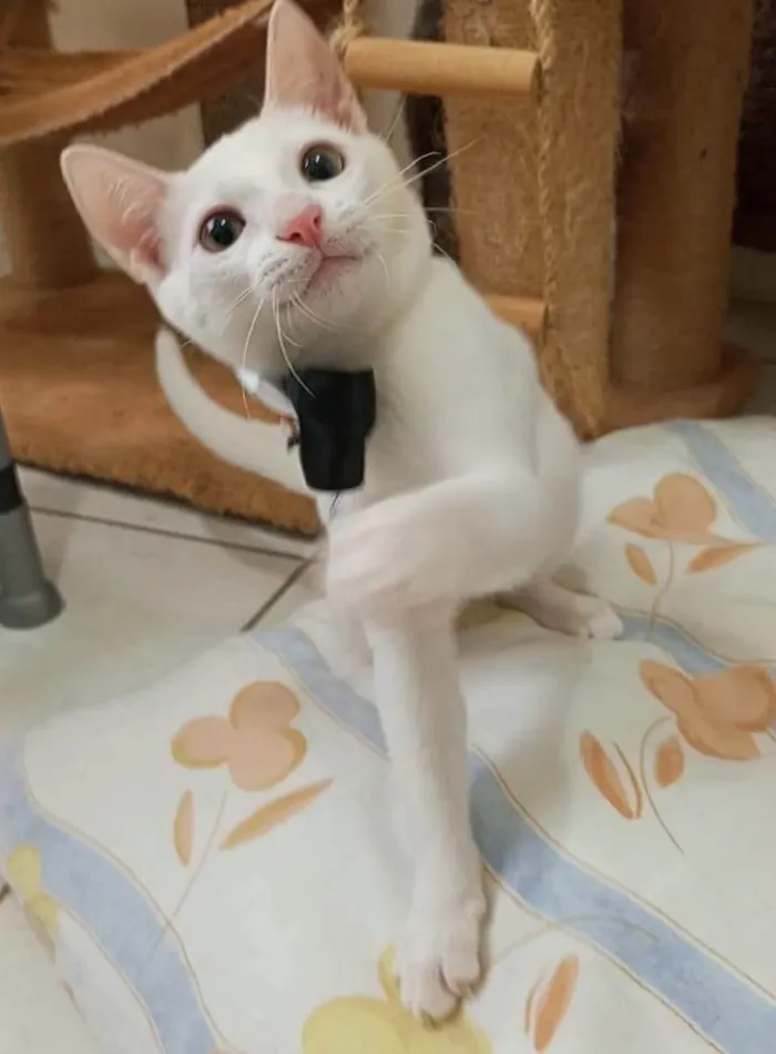 Gato ra a SRD-ViraLata idade 2 a 6 meses nome Akira