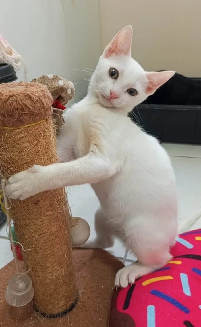 Gato ra a SRD-ViraLata idade 2 a 6 meses nome Akira