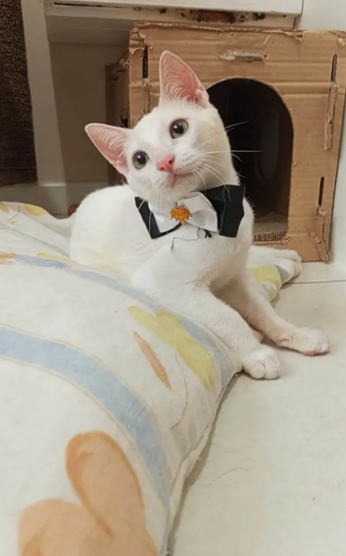 Gato ra a SRD-ViraLata idade 2 a 6 meses nome Akira