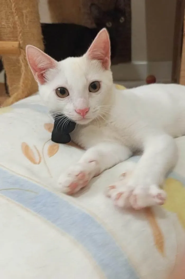 Gato ra a SRD-ViraLata idade 2 a 6 meses nome Akira