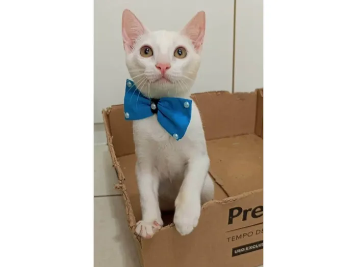 Gato ra a SRD-ViraLata idade 2 a 6 meses nome Akira