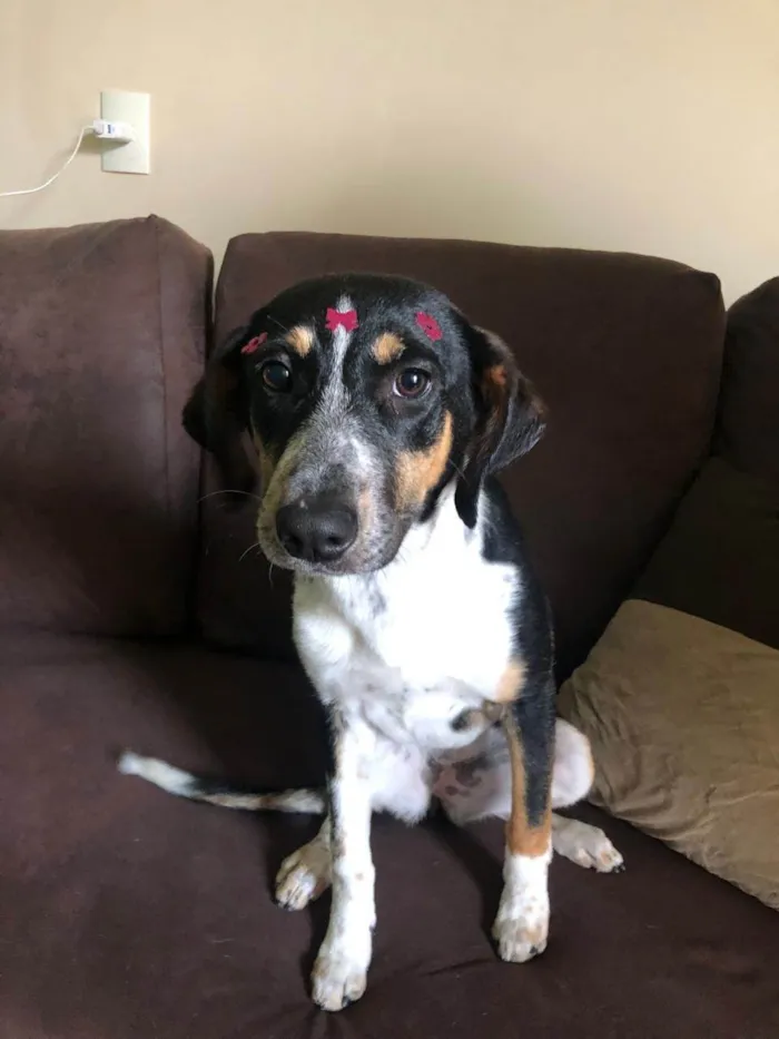 Cachorro raça SRD-ViraLata idade 2 a 6 meses nome Ainda não tem nome 