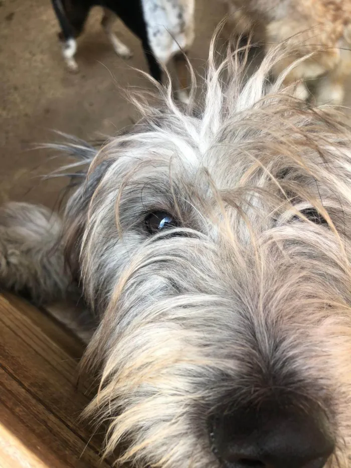 Cachorro raça SRD-ViraLata idade 2 a 6 meses nome Ainda não tem nome 