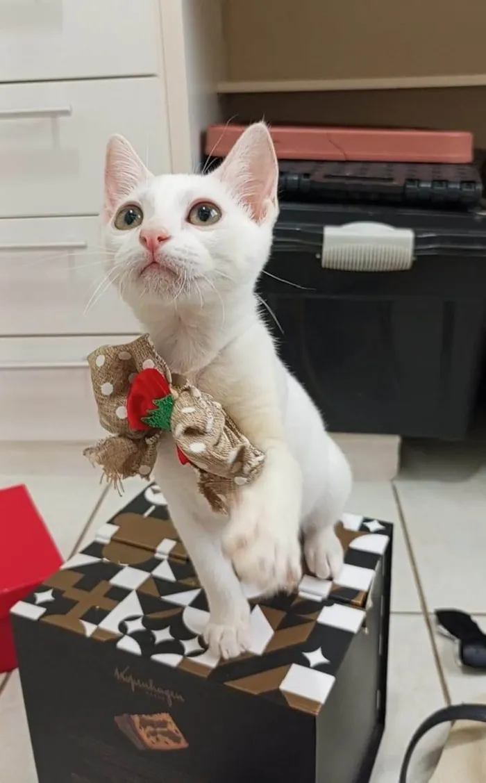 Gato ra a SRD-ViraLata idade 2 a 6 meses nome Amy