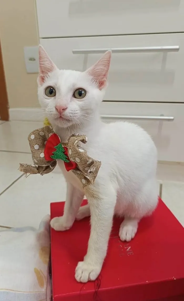 Gato ra a SRD-ViraLata idade 2 a 6 meses nome Amy