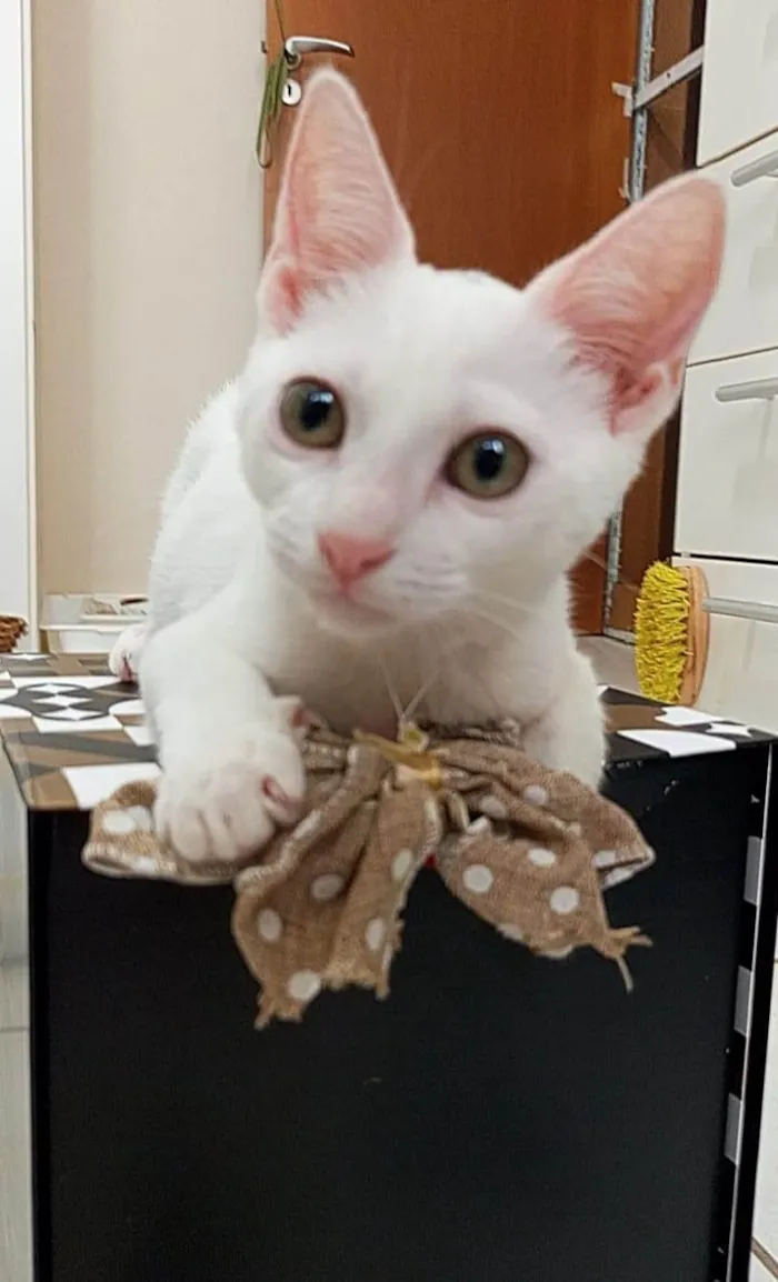 Gato ra a SRD-ViraLata idade 2 a 6 meses nome Amy