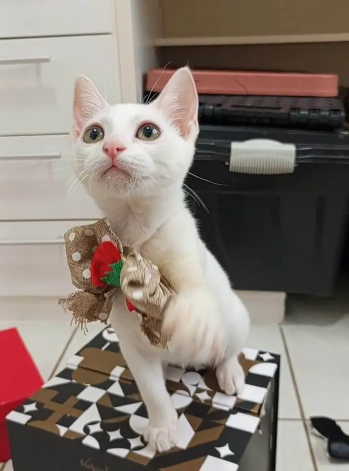 Gato ra a SRD-ViraLata idade 2 a 6 meses nome Amy