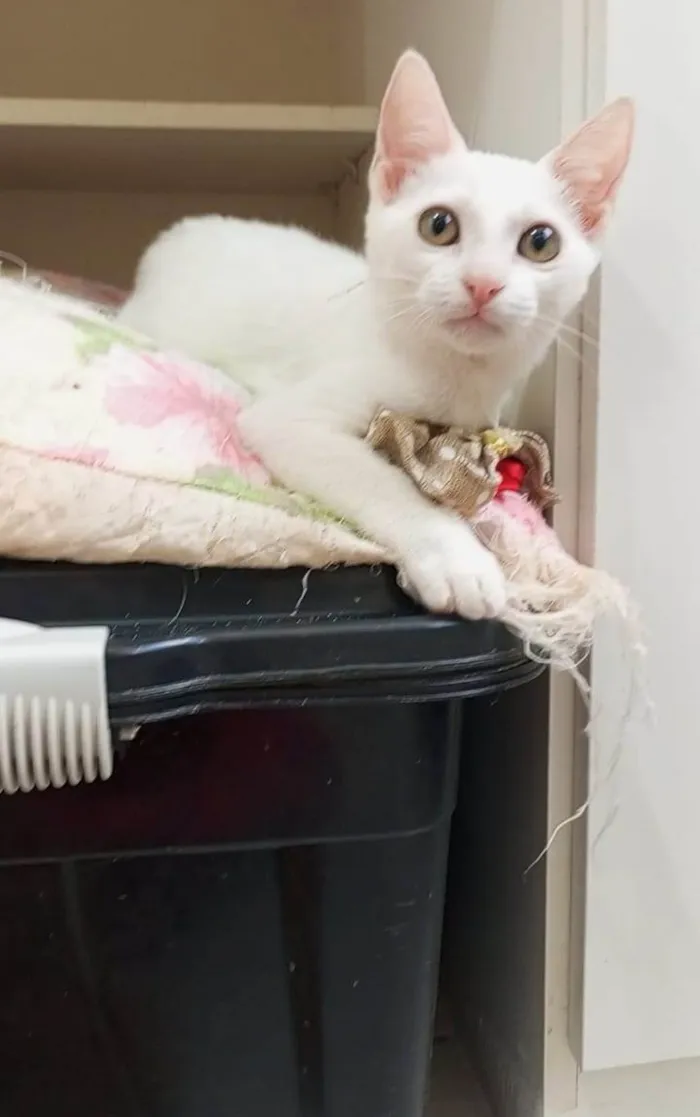 Gato ra a SRD-ViraLata idade 2 a 6 meses nome Amy