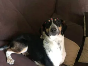 Cachorro raça SRD-ViraLata idade 2 a 6 meses nome Ainda não tem nome 