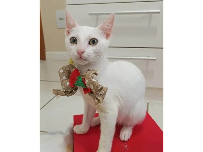 Gato ra a SRD-ViraLata idade 2 a 6 meses nome Amy