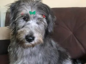 Cachorro raça SRD-ViraLata idade 2 a 6 meses nome Ainda não tem nome 