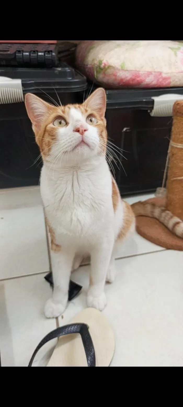 Gato ra a SRD-ViraLata idade 7 a 11 meses nome José 