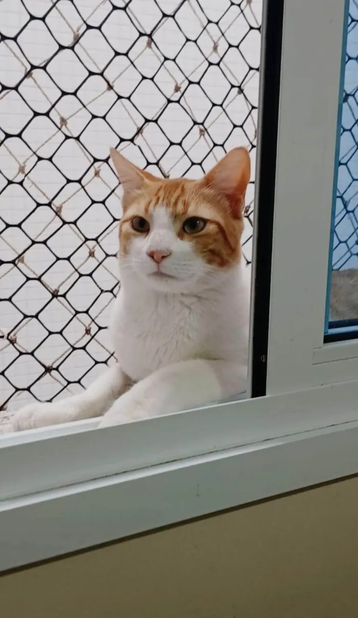 Gato ra a SRD-ViraLata idade 7 a 11 meses nome José 