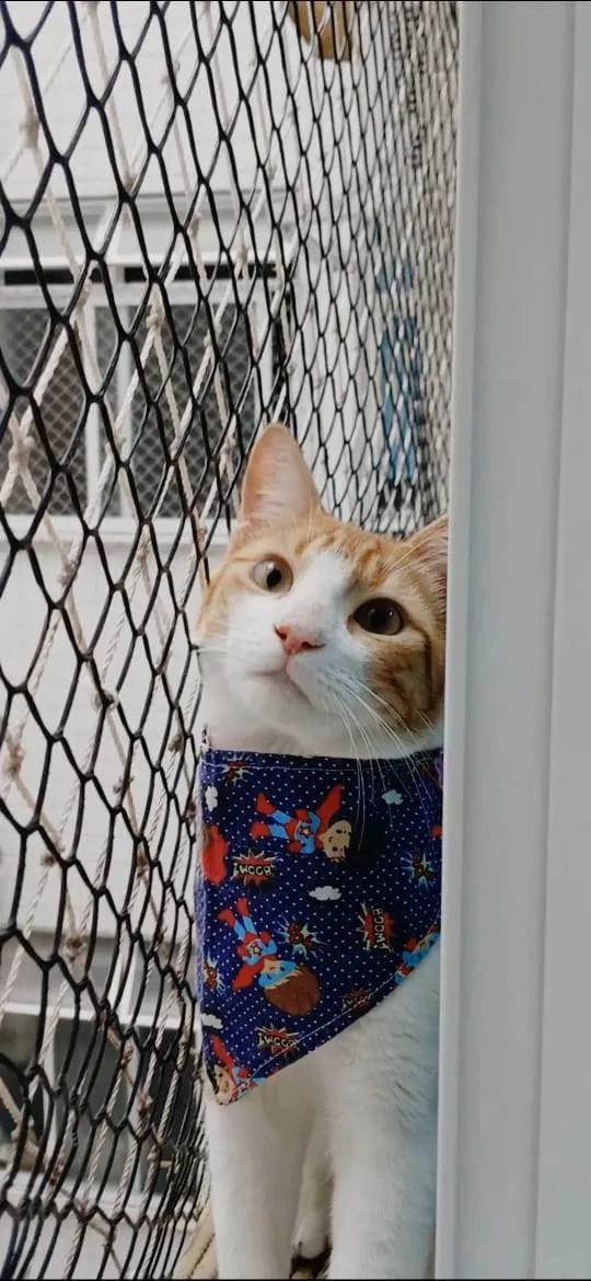 Gato ra a SRD-ViraLata idade 7 a 11 meses nome José 