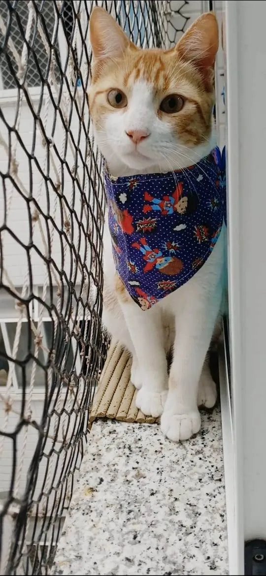 Gato ra a SRD-ViraLata idade 7 a 11 meses nome José 