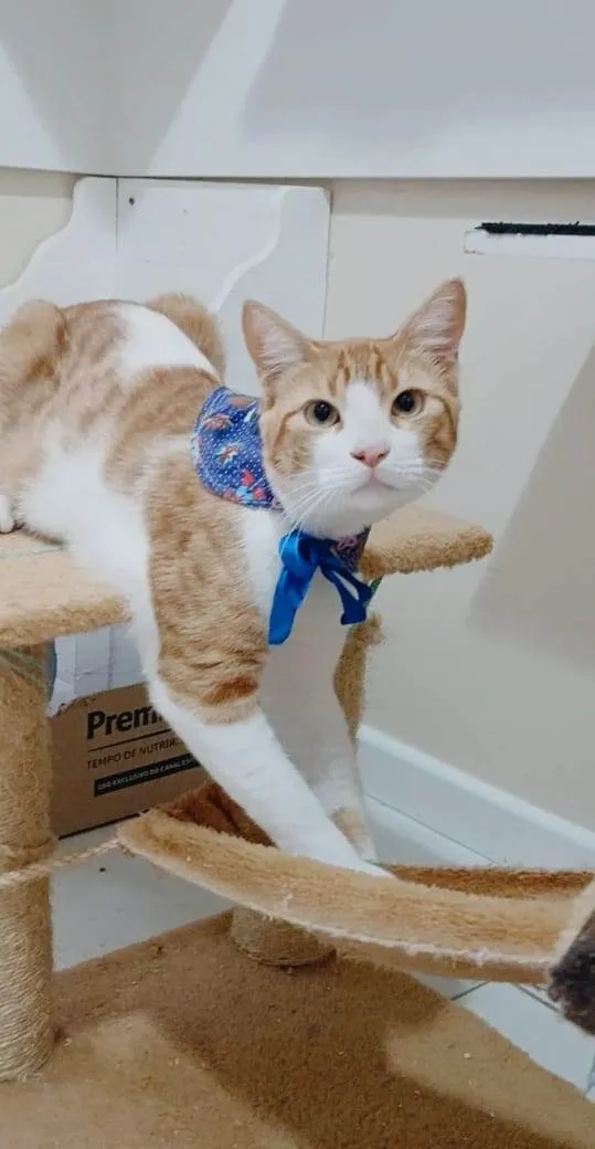 Gato ra a SRD-ViraLata idade 7 a 11 meses nome José 