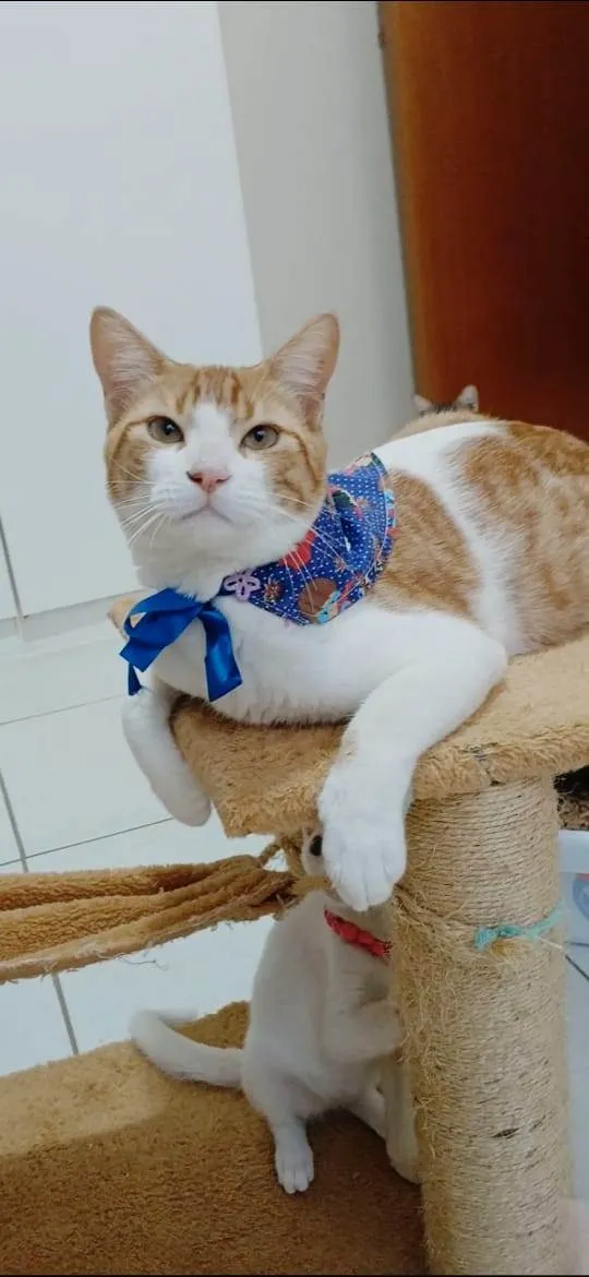 Gato ra a SRD-ViraLata idade 7 a 11 meses nome José 