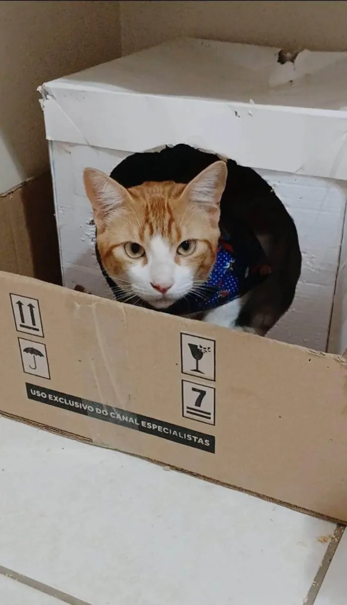 Gato ra a SRD-ViraLata idade 7 a 11 meses nome José 