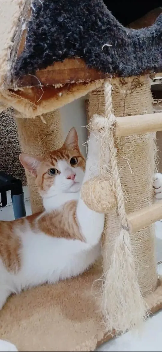 Gato ra a SRD-ViraLata idade 7 a 11 meses nome José 