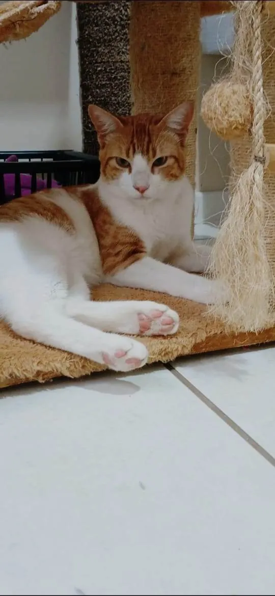 Gato ra a SRD-ViraLata idade 7 a 11 meses nome José 