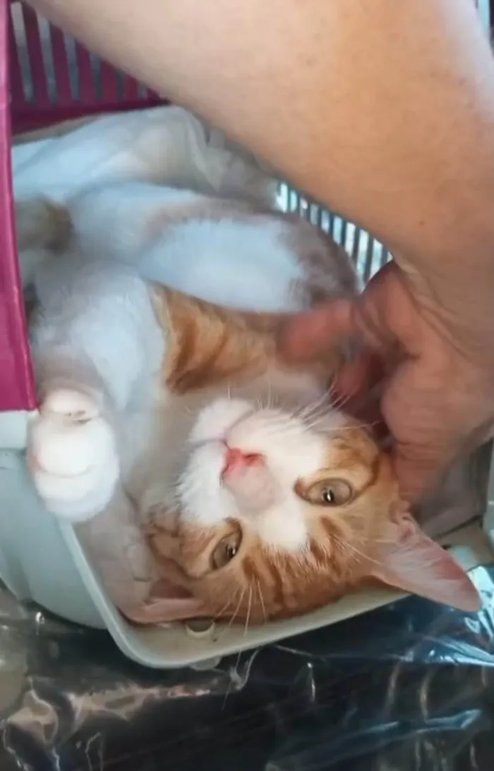 Gato ra a SRD-ViraLata idade 7 a 11 meses nome José 