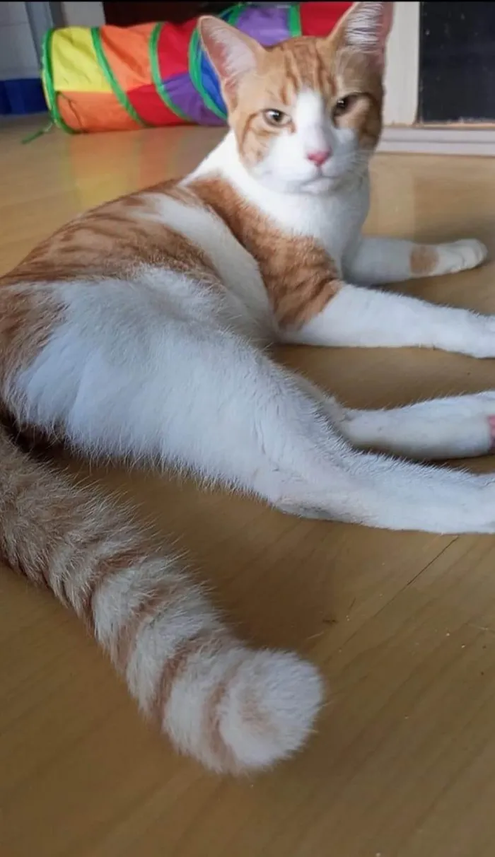 Gato ra a SRD-ViraLata idade 7 a 11 meses nome José 