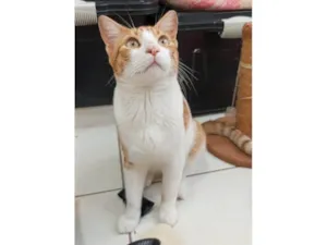Gato raça SRD-ViraLata idade 7 a 11 meses nome José 