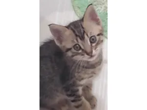 Gato raça SRD-ViraLata idade Abaixo de 2 meses nome Não tem nome