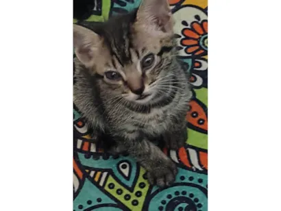 Gato raça SRD-ViraLata idade Abaixo de 2 meses nome Não tem nome 