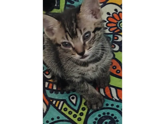 Gato ra a SRD-ViraLata idade Abaixo de 2 meses nome Não tem nome 