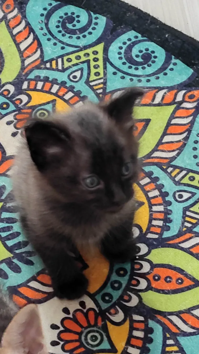 Gato ra a SRD-ViraLata idade Abaixo de 2 meses nome Ainda não tem nome