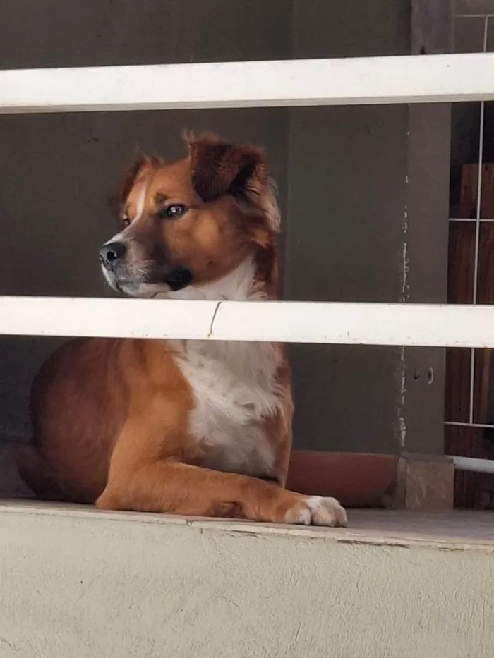 Cachorro ra a SRD-ViraLata idade 1 ano nome Lucky 