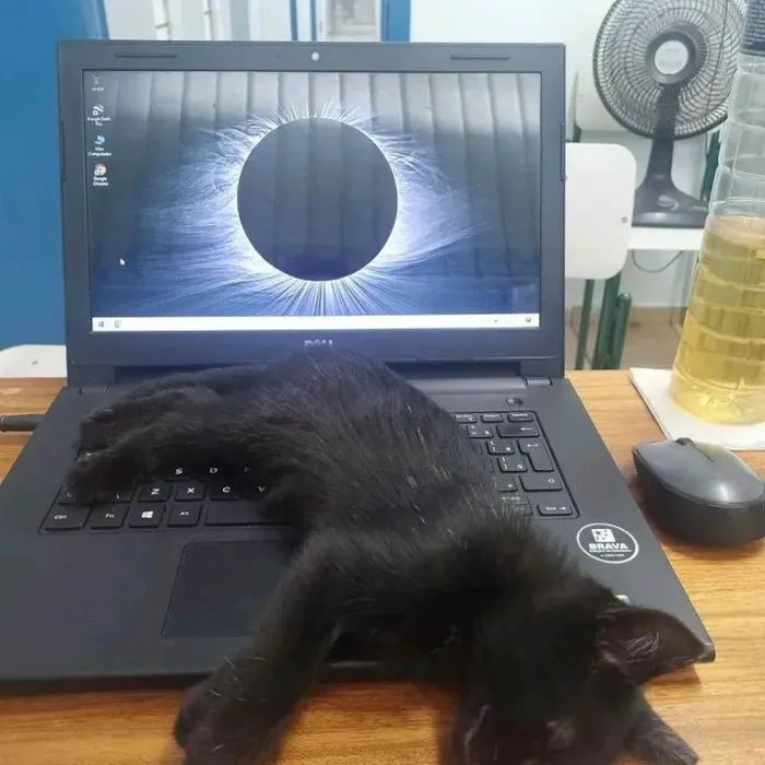 Gato ra a SRD-ViraLata idade 2 a 6 meses nome Biel