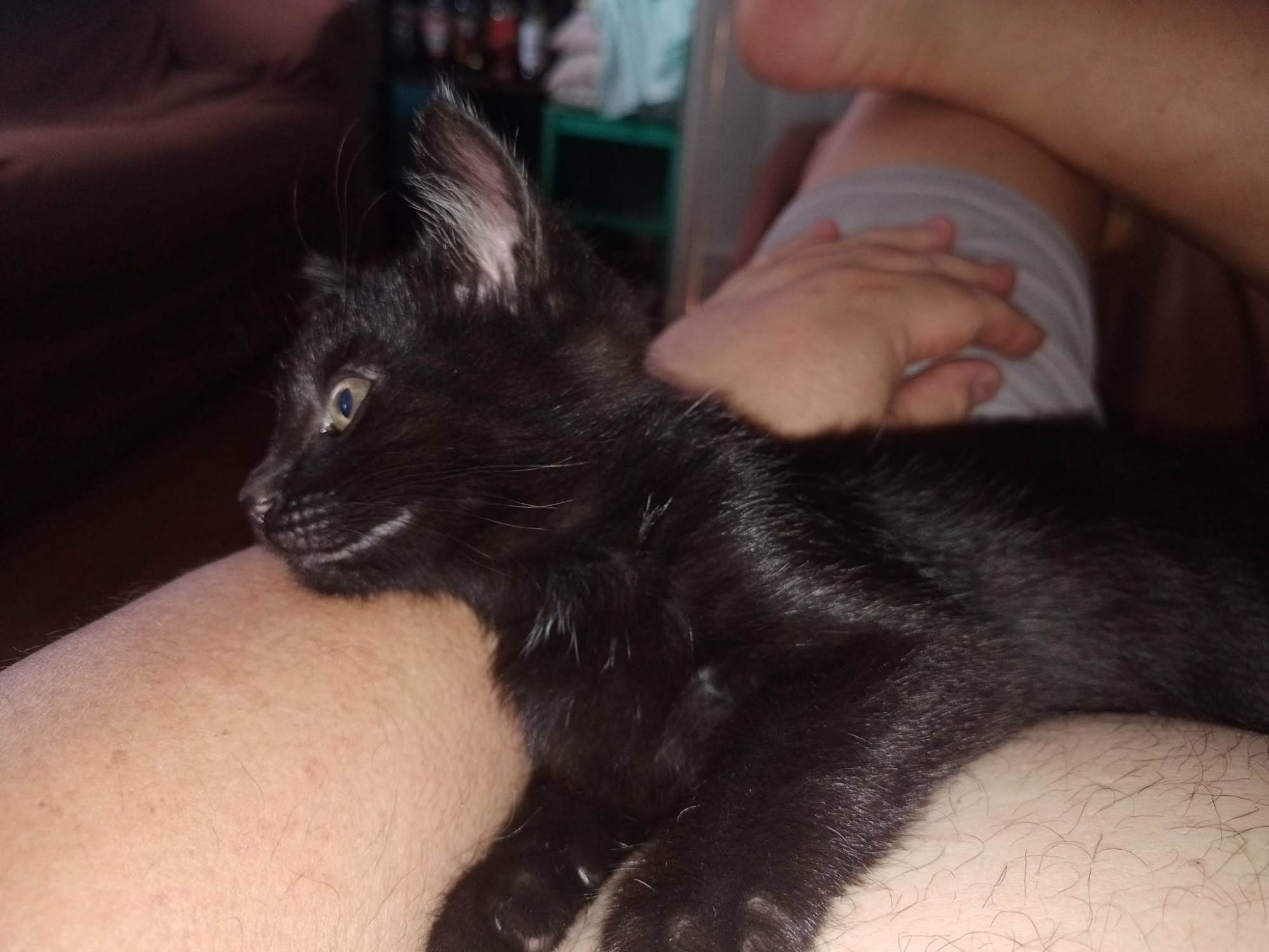 Gato raça SRD-ViraLata idade 2 a 6 meses nome Biel 