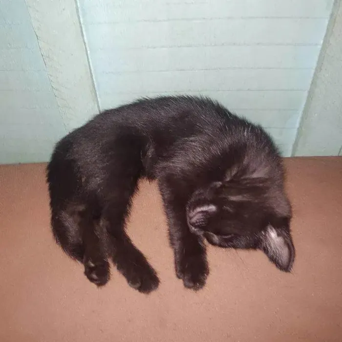 Gato ra a SRD-ViraLata idade 2 a 6 meses nome Biel 