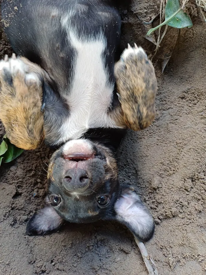 Cachorro ra a SRD-ViraLata idade 2 a 6 meses nome Não tem