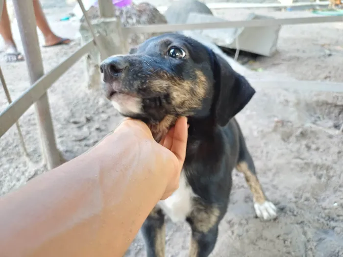 Cachorro ra a SRD-ViraLata idade 2 a 6 meses nome Não tem