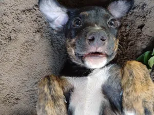 Cachorro raça SRD-ViraLata idade 2 a 6 meses nome Não tem