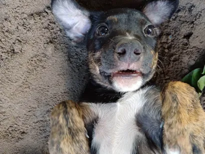 Cachorro raça SRD-ViraLata idade 2 a 6 meses nome Não tem